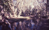Picture relating to Walsh River - titled 'Walsh River'