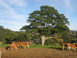 Picture relating to Maleny - titled 'Maleny'