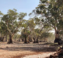 Picture of / about 'Arkaba Creek' South Australia - Arkaba Creek