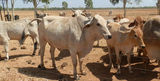 Picture relating to Katherine - titled 'Cattle at Manbulloo station Katherine NT'