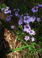 Picture relating to Square Rock - titled 'Lilac coloured wildflowers'