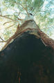 Picture relating to The Cascades - titled 'The Cascades'