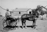 Picture of / about 'Blackall' Queensland - Horse drawn vehicle in front of a timber residence at Blackall, Queensland