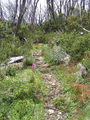Picture relating to Mount Bogong - titled 'Mount Bogong'