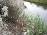 Picture relating to Bungala River - titled 'Bungala River'