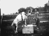 Picture relating to Queensland - titled 'Young boy training a goat to perform tricks'