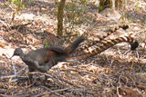 Picture relating to Cathedral Ranges State Park - titled 'Cathedral Ranges State Park'