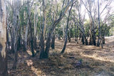 Picture relating to Echuca Nathalia Road - titled 'Echuca Nathalia Road: Echuca State Forest'
