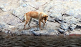 Picture relating to Ormiston Gorge - titled 'Ormiston Gorge - dingo eating a fish'