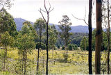 Picture relating to Errinundra - titled 'Errinundra town site'