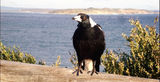 Picture relating to Point Lonsdale - titled 'Point Lonsdale Magpie'