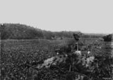 Picture relating to Innisfail - titled 'Banana plantation in Innisfail, 1902-1903'