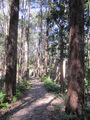 Picture relating to Buderim - titled 'Buderim railway'