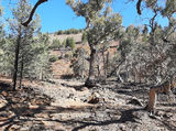 Picture relating to Warraweena - titled 'Warraweena'