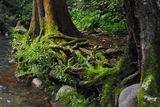 Picture relating to Barrington Tops National Park - titled 'Barrington Tops National Park'