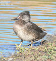 Picture relating to Phillip Island - titled 'Birds of Victoria - #1 (b) - Phillip Island (Swan Lake & The Nobbies)'