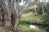 Picture relating to Werribee River - titled 'Werribee River'